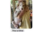 Adopt Ethel a Tan/Yellow/Fawn - with White Hound (Unknown Type) / Mixed dog in
