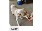 Adopt Lucy a White - with Tan, Yellow or Fawn Hound (Unknown Type) / Mixed dog