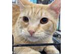 Adopt Ziggy a Orange or Red Tabby Domestic Shorthair (short coat) cat in Panama