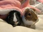 Adopt Skunk & Jax a Guinea Pig small animal in Scotts Valley, CA (39691608)
