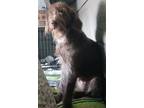 Adopt Rosie a Brown/Chocolate Poodle (Standard) / Dalmatian / Mixed dog in