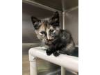 Adopt Arielle a All Black Domestic Shorthair / Domestic Shorthair / Mixed cat in