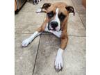 Adopt Penelope a Red/Golden/Orange/Chestnut - with White Boxer / Pit Bull