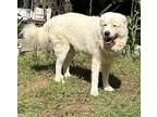 Adopt Buddy a White Great Pyrenees / Mixed dog in Pittsburgh, PA (39695766)