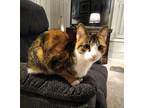 Adopt Melia (CP) a Calico or Dilute Calico Domestic Shorthair (short coat) cat