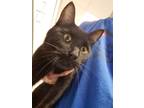 Adopt Catrick a All Black Domestic Shorthair / Domestic Shorthair / Mixed cat in
