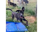 Adopt Zap a German Shepherd Dog / Husky / Mixed dog in Henderson, KY (39694858)