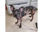 Adopt Pongo a Black Mixed Breed (Medium) / Mixed dog in Leander, TX (39693603)