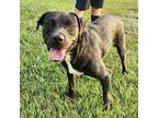 Adopt Chip a Black Labrador Retriever / Mixed dog in New Iberia, LA (39677612)