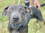 Adopt Rowan a Black Terrier (Unknown Type, Small) / Mixed dog in Terre Haute