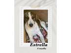 Adopt Estrella a Tricolor (Tan/Brown & Black & White) Cattle Dog / Labrador