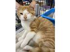 Adopt Giada a Orange or Red (Mostly) Domestic Shorthair / Mixed (short coat) cat