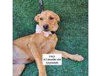 Adopt Lucy a Tan/Yellow/Fawn - with White Labrador Retriever / Retriever