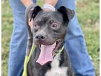 Adopt Kade a Black Terrier (Unknown Type, Small) / Mixed dog in Terre Haute