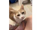 Adopt Carlisle a Orange or Red (Mostly) Domestic Shorthair (short coat) cat in