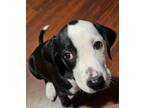Adopt Lil Bit a Tricolor (Tan/Brown & Black & White) Bloodhound / American Pit
