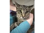 Adopt Pam a Domestic Shorthair cat in Grand Rapids, MI (39685401)