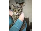 Adopt Dwight a Domestic Shorthair cat in Grand Rapids, MI (39685400)