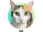 Adopt Leah a Calico or Dilute Calico Domestic Shorthair (short coat) cat in