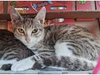 Adopt Chili a Gray, Blue or Silver Tabby Domestic Shorthair (short coat) cat in