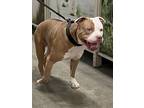 Adopt Pablo a Red/Golden/Orange/Chestnut - with White American Pit Bull Terrier