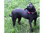 Adopt Aria a Black Labrador Retriever / Pit Bull Terrier / Mixed dog in