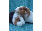 Adopt Smores/Buttercup a White Guinea Pig (short coat) small animal in Santa