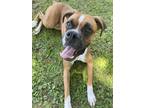 Adopt Sebastian a Tan/Yellow/Fawn Boxer / Boxer / Mixed dog in Escondido