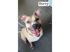 Adopt Barry a Black American Pit Bull Terrier / Mixed Breed (Medium) / Mixed