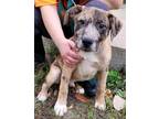Adopt Aurthur a Brown/Chocolate Australian Cattle Dog / Mixed dog in Robinson