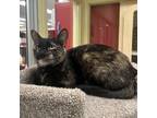 Adopt Tart a All Black Domestic Shorthair / Domestic Shorthair / Mixed cat in