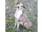 Adopt Beige a Tan/Yellow/Fawn Mixed Breed (Large) / Mixed dog in Bedford