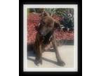 Adopt BLAKE a Brindle Shepherd (Unknown Type) / Pit Bull Terrier / Mixed dog in