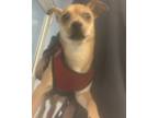 Adopt Cheeko - IN FOSTER a Brown/Chocolate Mixed Breed (Medium) / Mixed dog in