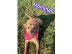 Adopt Mommas a Tan/Yellow/Fawn American Pit Bull Terrier / Mixed Breed (Medium)