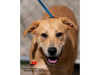 Adopt Possum a Tan/Yellow/Fawn Retriever (Unknown Type) / Mixed dog in Toccoa