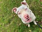Adopt Pluto a White American Staffordshire Terrier / Mixed dog in Geneseo