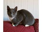 Adopt Sage a Domestic Shorthair / Mixed (short coat) cat in Darlington