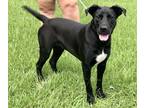 Adopt Raven a Black Labrador Retriever / Mixed dog in New Iberia, LA (39677613)