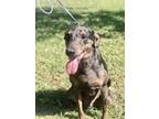 Adopt Billiot a Black Hound (Unknown Type) / Mixed Breed (Medium) / Mixed (short