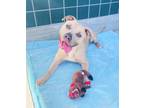 Adopt Athena a Tan/Yellow/Fawn Pit Bull Terrier / Mixed dog in Chula Vista