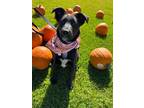 Adopt Storm Cloud a Australian Cattle Dog / Labrador Retriever / Mixed dog in