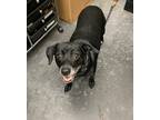 Adopt Mary (in foster) a Black Feist / Mixed dog in Moncks Corner, SC (39676804)