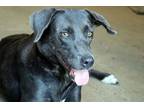 Adopt Gracie O'Malley a Black - with Brown, Red, Golden, Orange or Chestnut