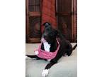 Adopt Mozzarella a Black - with White Border Collie / Labrador Retriever / Mixed