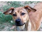 Adopt Momma Mia a Red/Golden/Orange/Chestnut Terrier (Unknown Type