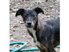 Adopt Fallon a Brindle Dutch Shepherd / Collie / Mixed dog in Bartlett