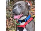 Adopt Bella a Gray/Blue/Silver/Salt & Pepper Pit Bull Terrier / Mixed dog in