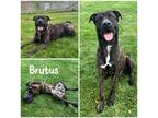Adopt Brutus a Black Mastiff / Mixed Breed (Medium) / Mixed (short coat) dog in
