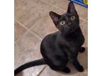 Adopt Luna a All Black American Shorthair (short coat) cat in Freehold